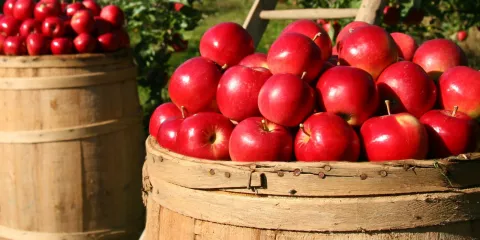 A bundle of bright red apples in a light brown wicker basket. 
