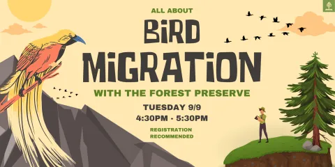 All about bird migration with the forest preserve September 9th at 4:30PM